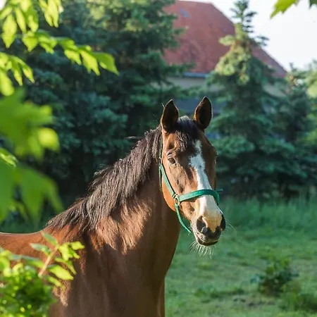Reetdachhaus Mit Elbblick 아파트 Lenzerwische
