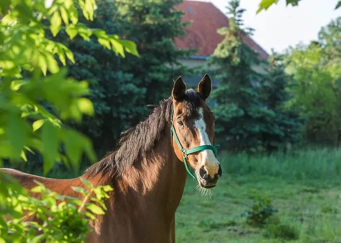 Reetdachhaus Mit Elbblick Apartamento Lenzerwische